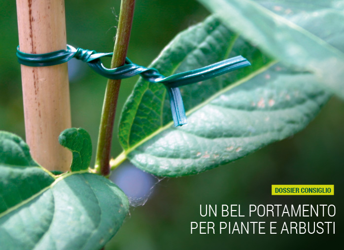 Un bel portamento per piante e arbusti