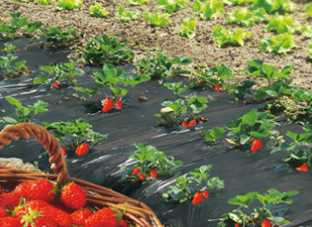 Special strawberries mulching film