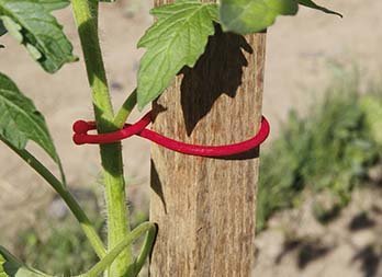 Clip per piante e pomodori